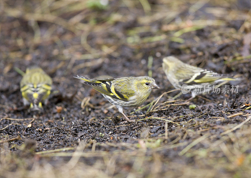 锦葵(Carduelis spinus)